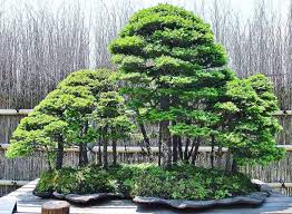 Bonsai Hobbyists Manila Philippines Posts Facebook