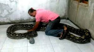 We did not find results for: Warga Camba Maros Temukan Ular Piton Raksasa Saat Buang Sampah Bagian 1