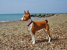 Du kan också hitta ett ord som slutar med bajensi. Basenji Wikipedia