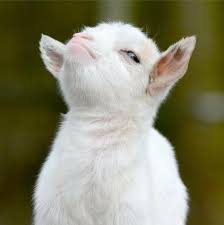 If the meme appears in the top upvoted posts of the subreddit (all time, year, month, or week.), that meme should not be reposted on the subreddit and is subject for removal. 47 Cabritas Bebes Ideas Animals Beautiful Cute Baby Animals Baby Animals
