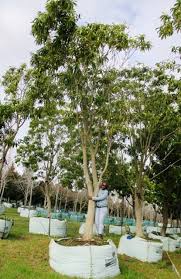 Image result for Rauvolfia afra