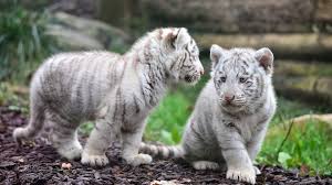 Although the range of the white tiger is historically very large, these animals are incredibly rare as their colouration is dependent on a defective, recessive gene that is passed on. Baby White Tiger 1920x1080 Wallpaper Teahub Io