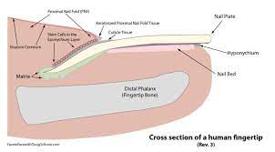 Open and save your projects and export to image or pdf. What S New In Nail Anatomy The Latest Facts Schoon Scientific