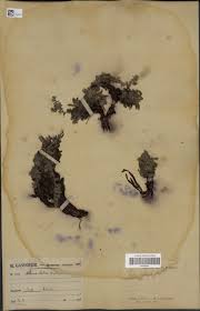 Image result for Tristicha trifaria