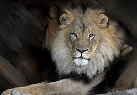 African Lion | Animals at Brookfield Zoo Chicago