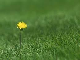If you're like many homeowners across the naperville, il area, getting rid of stubborn dandelions and other broadleaf and grassy weeds in your lawn is your #1 lawn weed control concern. How To Control Lawn Weeds Diy