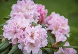 Growing Rhododendron Caring For Rhododendrons In The Garden Rhododendron Care Pruning Rhododendrons Cool Plants
