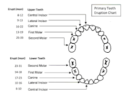 Tooth Eruption Morgan Hill Ca