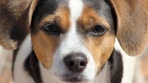 Cat's eyes are located further apart than our eyes are, meaning they have better peripheral vision. Dogs Are Colour Blind Study