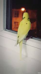 yellow budgerigar sari muhabbet kusu muhabbet kuslari kus kusu