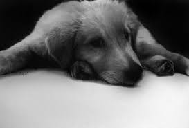 Disegno tumblr amore coppia molto simpatica disegno a … Disegni A Matita Di Animali Da Quelli Facili A Quelli Realistici Posti Da Visitare Notizie Incredibili Fai Da Te Curiosita Immagini E Video Divertenti Natifly