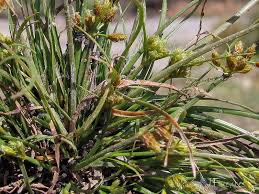 Image result for Fimbristylis bisumbellata