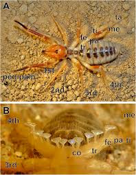 Camel spiders live life at top speed. Primary Processing Neuropils Associated With The Malleoli Of Camel Spiders Arachnida Solifugae A Re Evaluation Of Axonal Pathways Zoological Letters Full Text