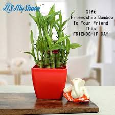 So Gift Lucky Bamboo Plant At This Friendship Day Lucky Bamboo Plants Nursery Plant Pots Lucky Bamboo