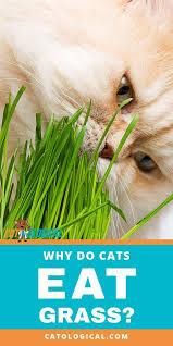 Why Do Cats Eat Grass There Are A Few Reasons Why Cats And Kittens Nibble On Grass Even Though They Re Ob Cat Eating Grass Cat Medicine Cat Behavior Problems