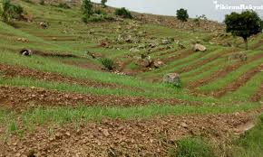 Berikut liputan6.com rangkum tentang cara menanam cabai rawit dari berbagai sumber, kamis (27/2/2020). Hutan Gundul Di Majalengka Lereng Gunung Miring Pun Jadi Lahan Tanam Cabai Rawit Dan Bawang Pikiran Rakyat Com