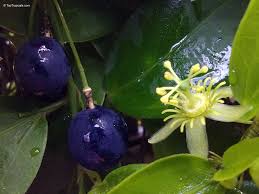 Image result for Passiflora suberosa