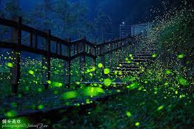 Di sini semua hanya sementara ,cuma numpang jadi. ç¶ å…‰æ£®æž— Firefly Magical Forest Land Art Beautiful Islands