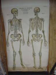 1918 American Frohse Anatomical Charts Human Skeleton Plate
