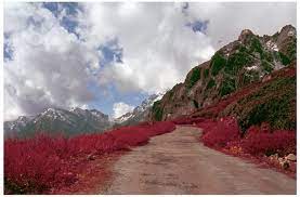 Known as the valley of flowers of sikkim, yumthang valley along with lachung are some of the most beautiful places in sikkim. Holidify Travel App On Twitter Yumthang Valley In North Sikkim Also Called Valley Of Flowers Not To Be Confused With Valley Of Flowers In Ut Http T Co Iruxtw0wza