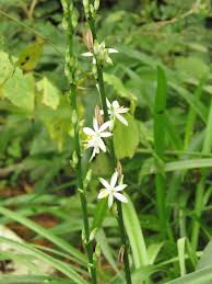 Image result for Chlorophytum bowkeri