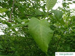 Cucumber Tree Magnolia Acuminata