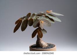 Image result for Phyllanthus mendesii