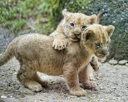 6,977 likes · 230 talking about this · 1,824 were here. Lion Cubs For Sale Buy Lion Cubs Best Exotic Shop Lion 1