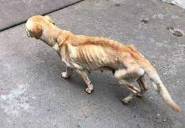 Kumpulan 20 Cerpen Lucu Singkat Dan Menarik Paling Baru Di 2020 Lucu Anjing