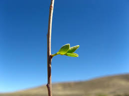 Image result for Euphorbia guerichiana