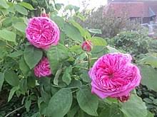 Check out the pronunciation, synonyms and grammar. Yolande D Aragon Rose Wikipedia