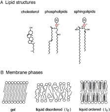 Check spelling or type a new query. Lipid Rafts Cell