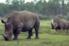 Resultado de imagen de fotos de animales en peligro de extinción