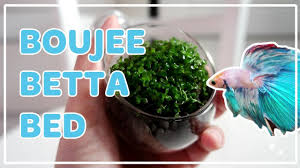 The betta bed is exactly what it claims to be. Boujee Betta Bed Youtube