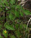 Image result for Bidens oligoflora