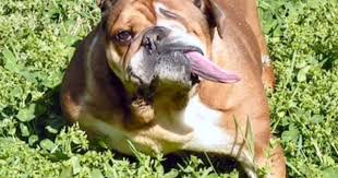 Miley Cyrus Twerk Animals Bulldog Twerk