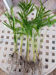 Image result for Dypsis lutescens
