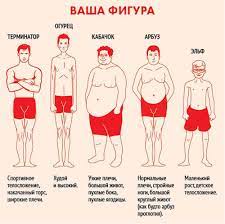 Типы мужского телосложения
