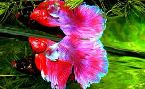 Bisnis ikan cupang dilakukan dengan membudidayakan ikan cupang, menyortir anakan ikan cupang berkualitas baik dan menjualnya ke berbagai tempat. Mau Ikut Kontes Ikan Cupang Ini Kriteria Yang Harus Diperhatikan Okezone Lifestyle