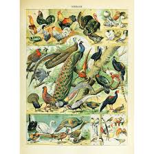 Amazon Com Meishe Art Vintage Poster Print Colorful Birds