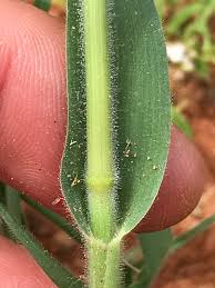 Image result for Schmidtia kalahariensis