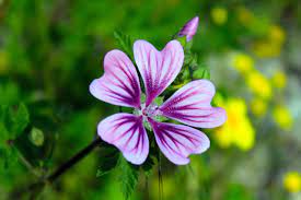 Gardening Calendar: What to Plant in February - Growing Family