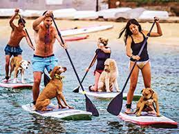 Bondi beach, where australian metropolis sydney's. Men Women Dogs Set To Sup This Australia Day The Beast