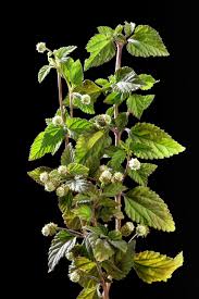 Image result for Lippia abyssinica