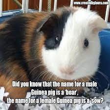Pin On Guinea Pig