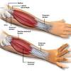 The biceps muscle is located in the front of your upper arm. Https Encrypted Tbn0 Gstatic Com Images Q Tbn And9gct Vlazokkvy2ofudov8jr15paduvy76zoiokmsweskzcgsc5pa Usqp Cau