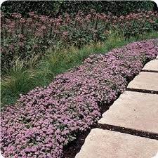 Check spelling or type a new query. Blue Ageratum Low Growing Border Plant Border Plants Garden Borders Plants