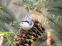They spend more than $4 billion per year on bird food and. Winter Bird Feeding Figuring Out What Species You Want To Attract Is The First Step Inspired Living Omaha Com