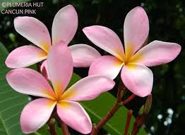 Cancun Pink Aka Playful C Stars Fragrance Is Like Sweet Cinnamon Bloom Size Can Get Up To The Size Of Your Hand Gre Plumeria Flowers Flower Photos Plumeria