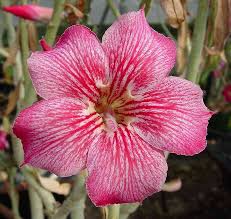 Pin On Flowers And Garden